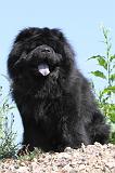CHOW CHOW 119